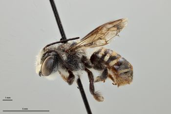 Media type: image;   Entomology 786005 Aspect: habitus lateral view